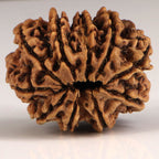 10 Mukhi Rudraksha