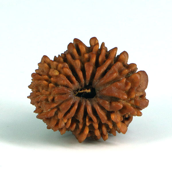 15 Mukhi Rudraksha