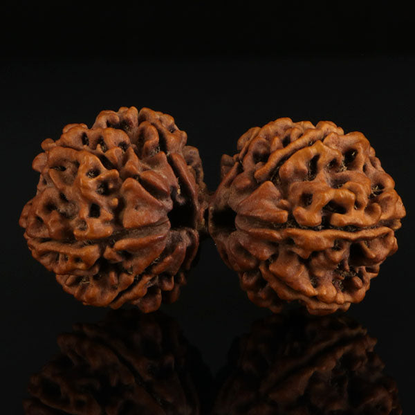 Gaurishankar Rudraksha