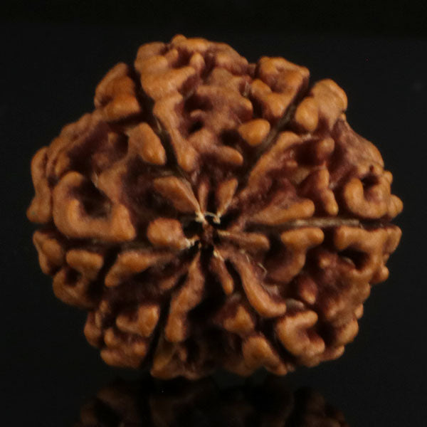 6 Mukhi Rudraksha