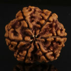 6 Mukhi Rudraksha