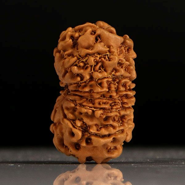 Gaurishankar Rudraksha-13 Mukhi