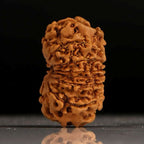 Gaurishankar Rudraksha-13 Mukhi