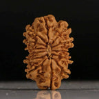 Gaurishankar Rudraksha-13 Mukhi