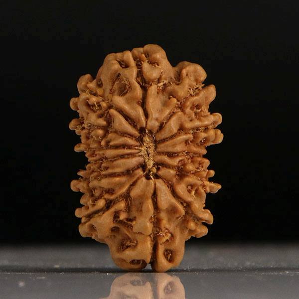 Gaurishankar Rudraksha-13 Mukhi