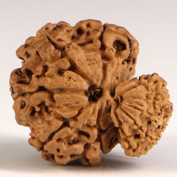 Garbh Gauri Rudraksha
