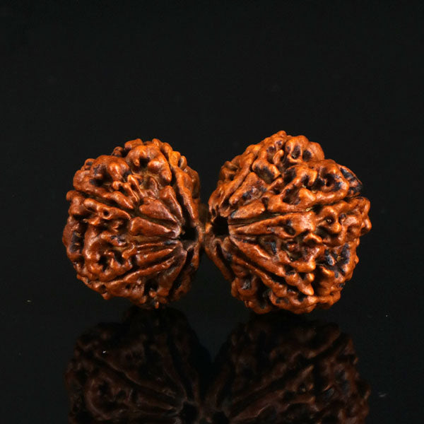 Gaurishankar Rudraksha