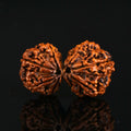 Gaurishankar Rudraksha