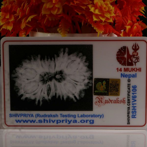 Gaurishankar Rudraksha-14 Mukhi